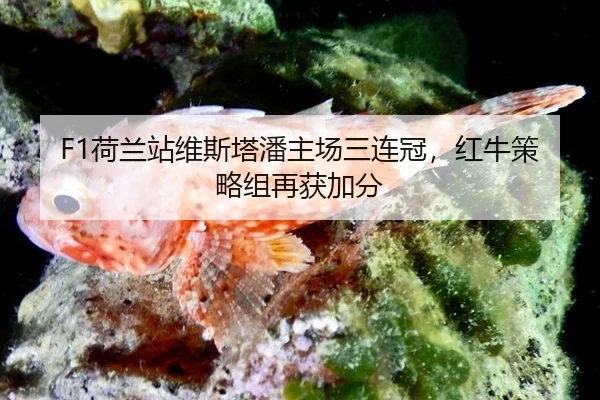 he-lan-zhan-wei-si-ta-pan-zhu-chang-san-lian-guan-hong-niu-ce-lve-zu-zai-huo-jia-fen-2-307.jpg